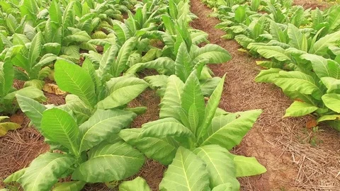 Conversion of arable crops on farmers. Stock Footage 74443808