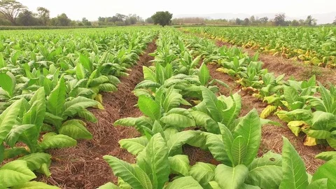 Conversion of arable crops on farmers. Video stock 74443937