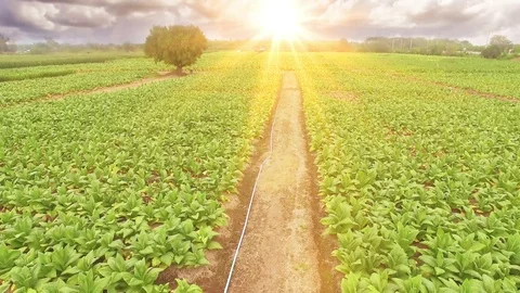 Conversion of arable crops on farmers. Stock Footage 74444114