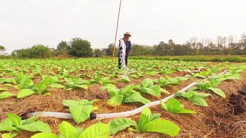 Conversion of arable crops on farmers. Stock Footage 74444799