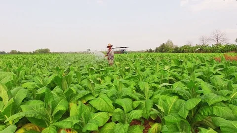 Conversion of arable crops on farmers. Stock Footage 74444868