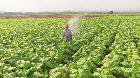Conversion of arable crops on farmers. Stock Footage 74444974