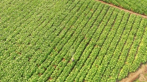 Conversion of arable crops on farmers. Stock Footage 74445117