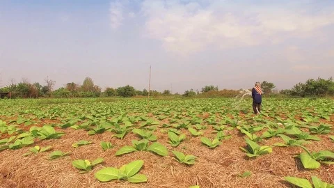 Conversion of arable crops on farmers. Stock Footage 74445254