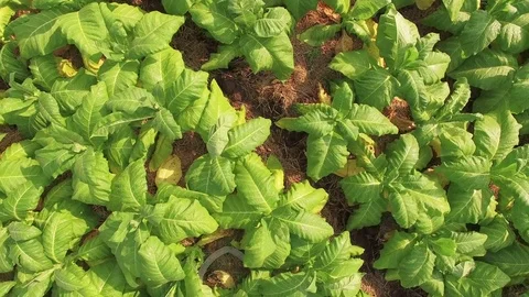 Conversion of arable crops on farmers. Stock Footage 74445542