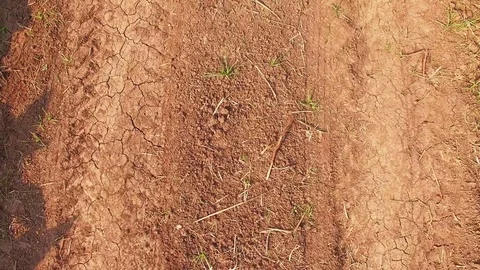 Conversion of arable crops on farmers. Stock Footage 74445975