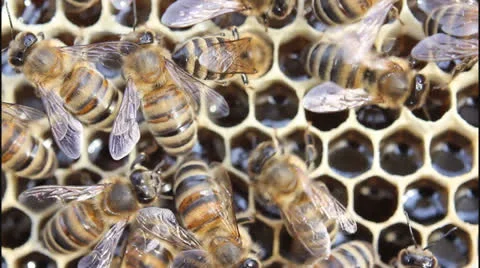 Conversion nectar into honey 5624 Stock Footage 23355812