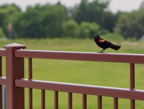 Conversive Redwing Blackbird Stock Photos