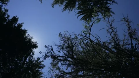 Convertible drive view under tall trees forest with sunlight glow Video stock 309886756