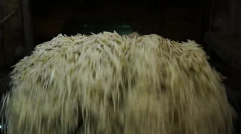 Conveyed sugar beet Video stock 34349502