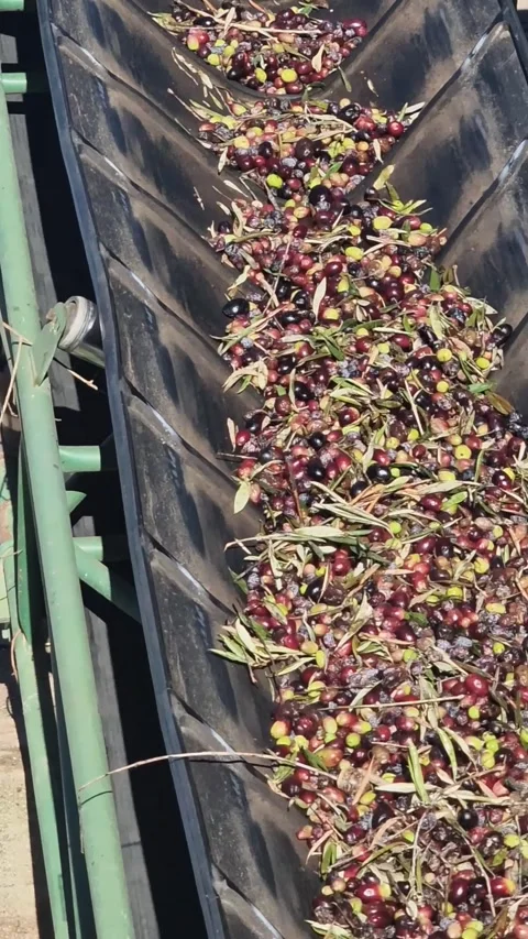 Conveyor belt carrying olives for processing in an olive oil mill Stock Footage 299976693