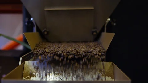 Conveyor belt distributing coffee beans in a roastery Vídeo Stock 101350936