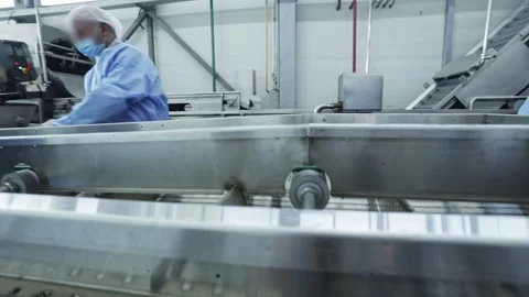 Conveyor belt of a fruit processing plant. workers gathering cherries Stock Footage 305423372