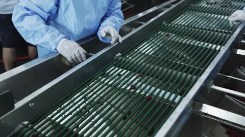 Conveyor belt of a fruit processing plant. automated production factory Stock Footage 305426794