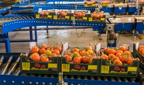 Conveyor Belt Tomatoes Stock Photos