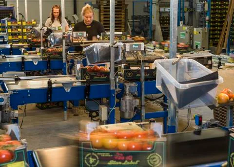 Conveyor Belt Tomatoes Workers Stock Photos