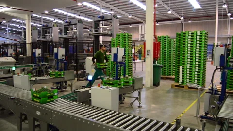 Conveyor belts with green boxes inside a fruit packaging factory warehouse Stock Footage 343624018