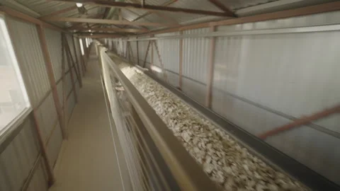 Conveyor during operation for processing wood at cardboard factory Stock Footage 290516070