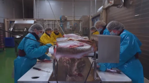 Conveyor with fish, fish on a conveyor, fish production, fish factory Stock Footage 276511977