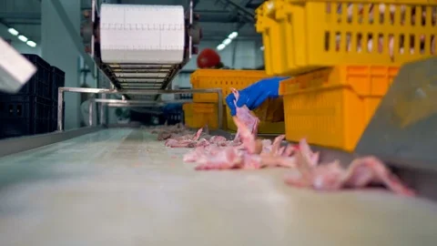 A conveyor full of chicken wings during collecting and packing. Stock Footage 81120280