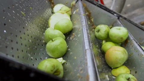 Conveyor line apple 2 Stock Footage 105508501