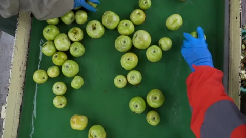 Conveyor line apple 3 Stock Footage 105508577