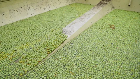 Conveyor line apple 4 Stock Footage 105508707