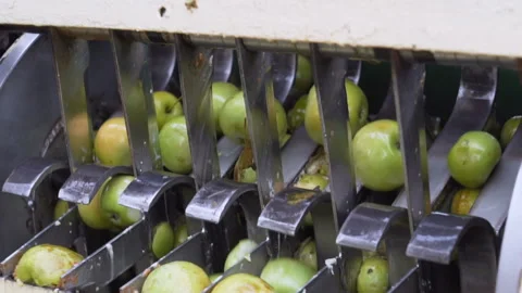 Conveyor line apple 5 Stock Footage 105508728