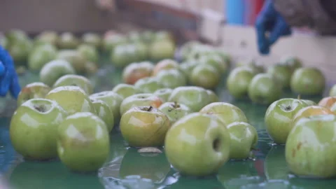 Conveyor line apple 7 Stock Footage 105508793