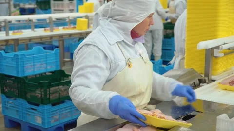 Conveyor line for processing and packaging of chicken broilers. Stock-Footage 269644447