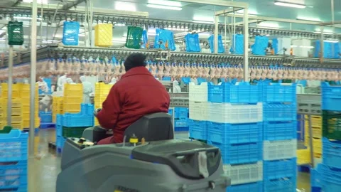 Conveyor line for processing and packaging of chicken broilers. Stock Footage 269644475