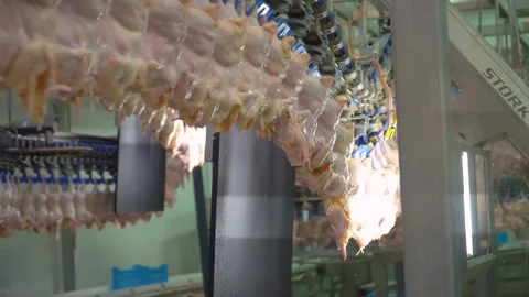 Conveyor line for processing and packaging of chicken broilers. Stock-Footage 269644481