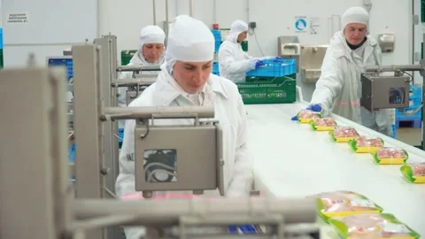 Conveyor line for processing and packaging of chicken broilers. Stock-Footage 269644530