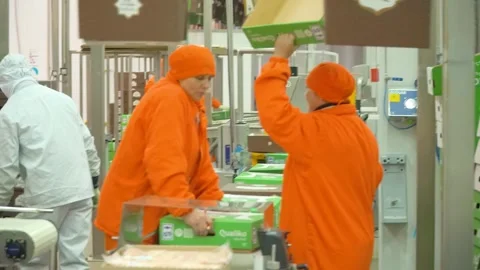 Conveyor line for processing and packaging of chicken broilers. Stock-Footage 269644592