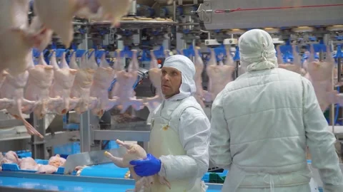 Conveyor line for processing and packaging of chicken broilers. Stock-Footage 269644614