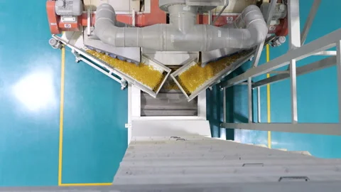 Conveyor line for the production of pasta. Stock Footage 277788053