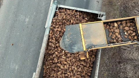 Conveyor loading sugar beets into a truck, Top view of a conveyor loading Stock Footage 301556916