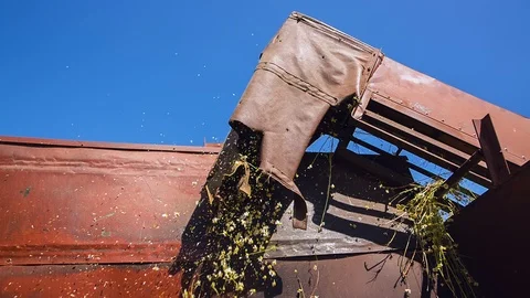 Conveyor machine collects chamomile from the field Stockbeeldmateriaal 93124707