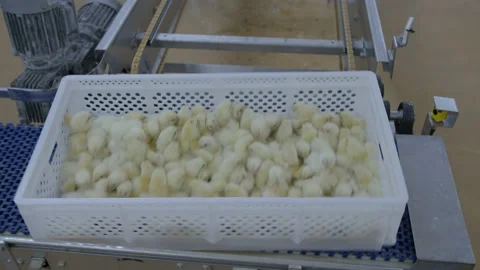 Conveyor Poultry Processing modern Plant. chicken meat. Chicken factory line Stock Footage 230520322