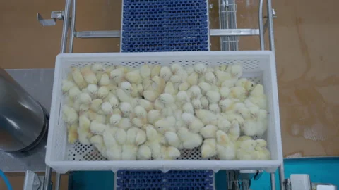Conveyor Poultry Processing modern Plant. chicken meat. Chicken factory line Stock Footage 230522409
