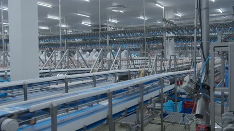 Conveyor Poultry Processing modern Plant. chicken meat. Chicken factory line Stock Footage 230535824