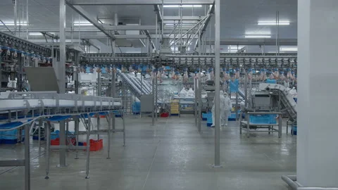 Conveyor Poultry Processing modern Plant. chicken meat. Chicken factory line Stock Footage 230537659