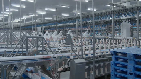 Conveyor Poultry Processing modern Plant. chicken meat. Chicken factory line Stock Footage 230538580