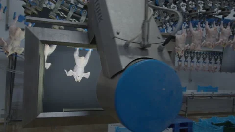 Conveyor Poultry Processing modern Plant. chicken meat. Chicken factory line Stock Footage 230539590