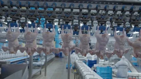 Conveyor Poultry Processing modern Plant. chicken meat. Chicken factory line Stock Footage 230543444