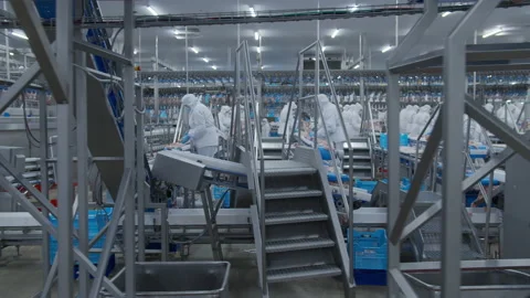 Conveyor Poultry Processing modern Plant. chicken meat. Chicken factory line Stock Footage 230543942