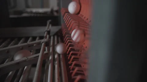 Conveyor processing hen eggs collected at the agricultural chicken layer farm Stock Footage 277296827