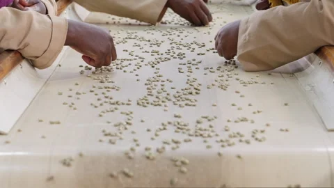Conveyor of Raw Coffee Beans Stock Footage 290076363