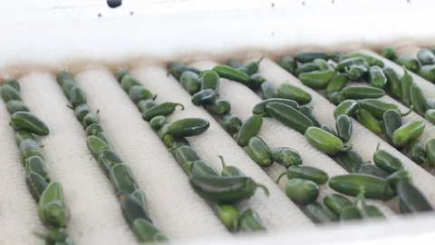 Conveyor rollers cleaning impurities from serrano peppers Stock-Footage 130048042