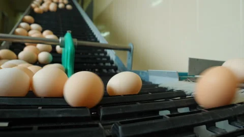 Conveyor for sorting chicken eggs. Stock Footage 101029177